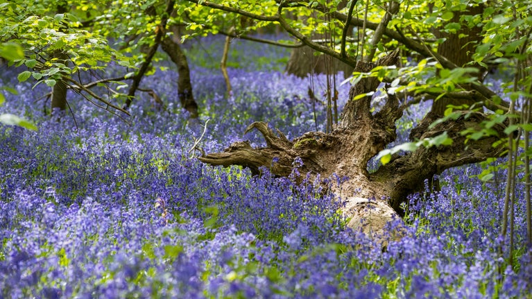 Fallen log in the dappled sunshine, surrounded by a carpet of bluebells